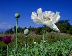 poppy
