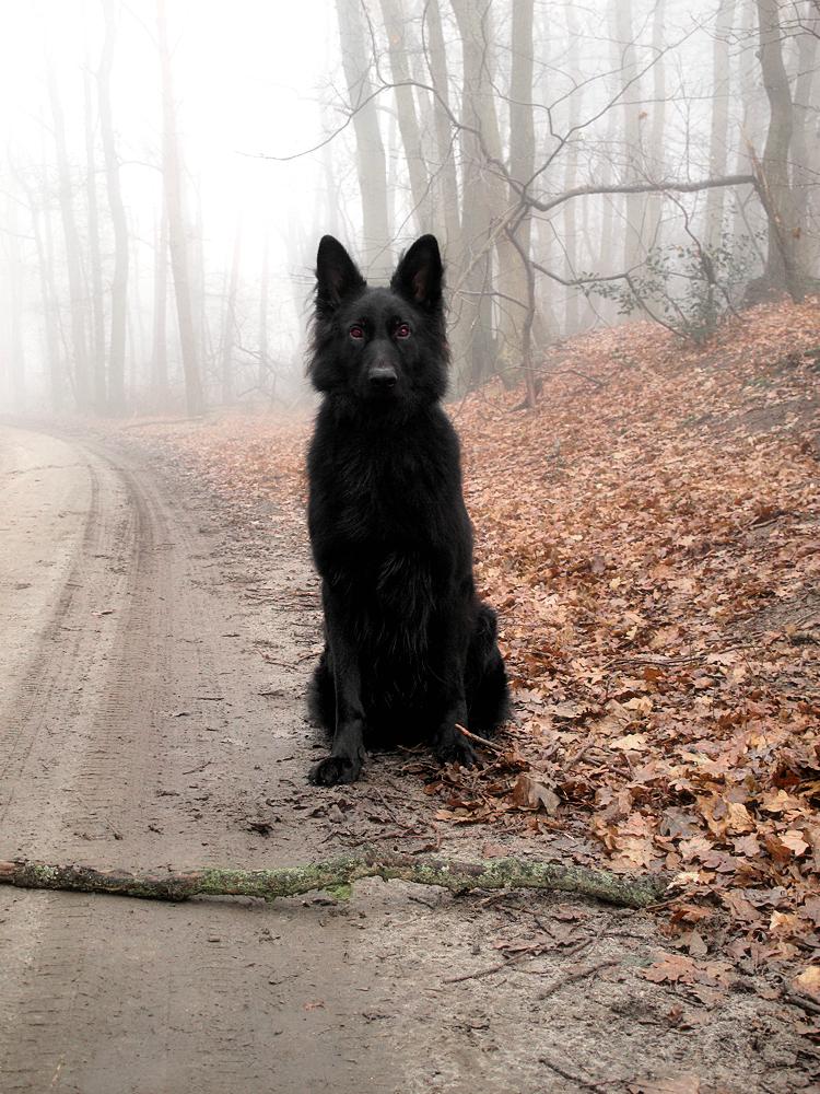 Fall Dog