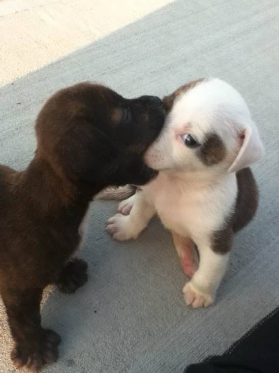 dog kiss