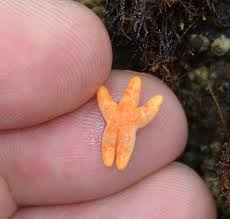 starfish alone