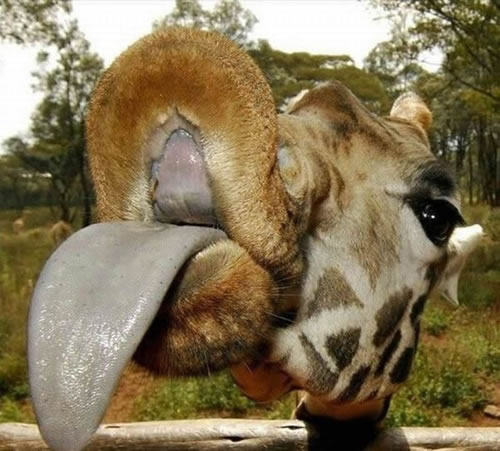 raffetongue
